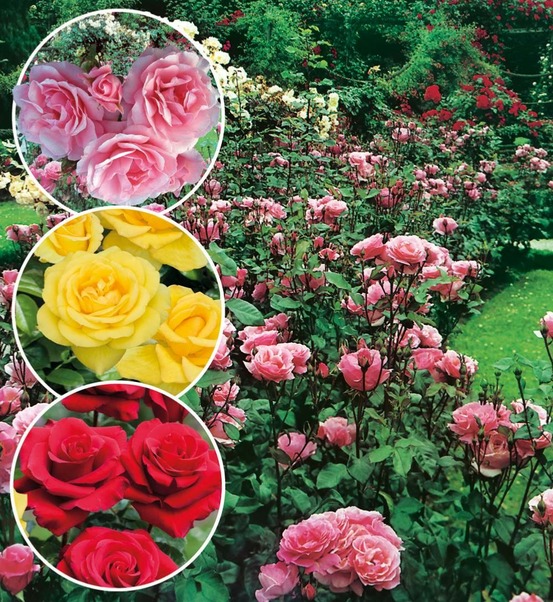 Offre rosier queen elisabeth - 3 rosiers