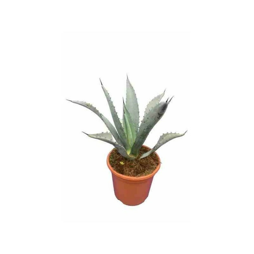 Agave franzosinii- pot de 5 litres