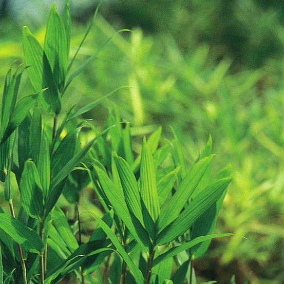 Pleioblastus pygmaeus pot de 1l/1,5l