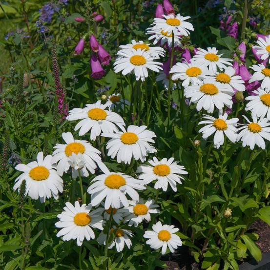 Marguerite 'silver princess' godet de 7/8 cm
