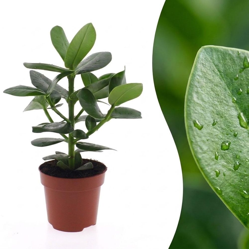 Clusia princess - ø12cm - ↕40cm - plante d’intérieur