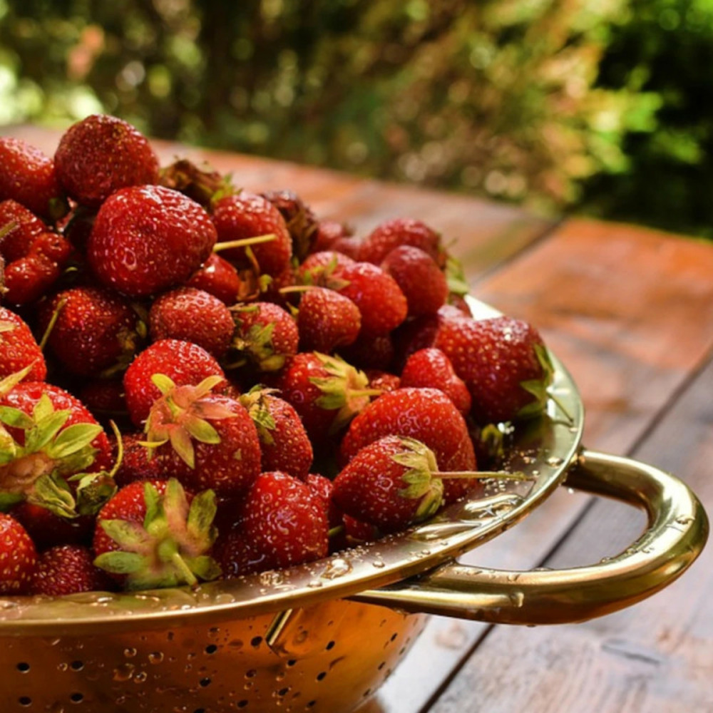 Plant de fraisier mara des bois barquette de 6 godets