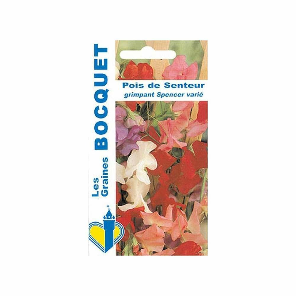 Pois de senteur grimpant Spencer varié