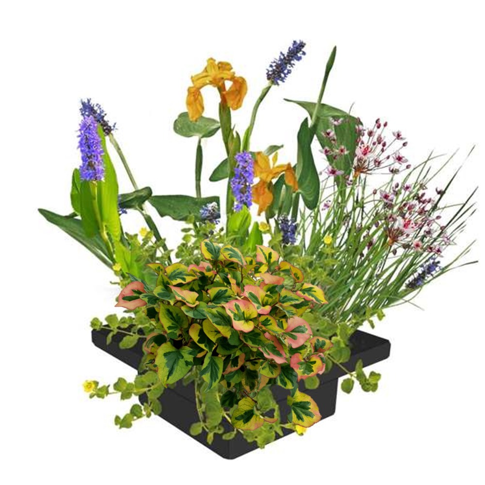 Îlot végétal pour bassin 25 x 25 cm - kit complet de 4 plantes