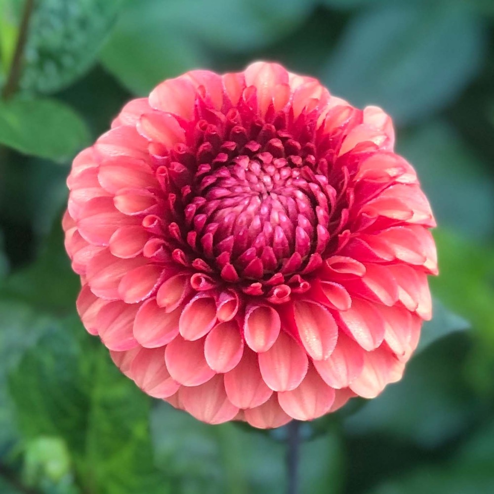 Dahlia balle 'brown sugar' bulbe calibre i