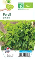 Persil à feuilles simples plante ab pot 1l - plant d'aromatique du jardin