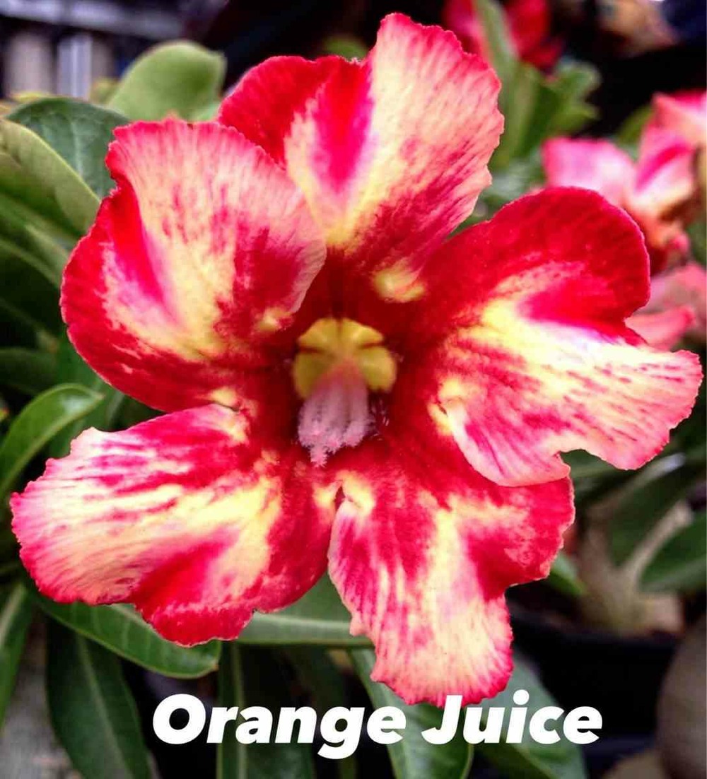 Adenium obesum cv.jus d'orange couleur floraison:orange - caudex d'environ 2000g 25/30cm très gros caudex
