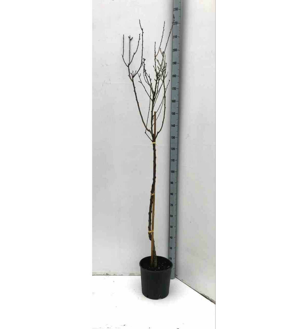 Prunus dulcis (amandier) pot de 7 litres ? 100/120 cm