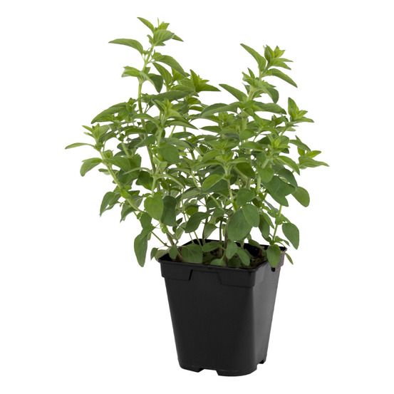 Plant de Origan (marjolaine) pot de 1l
