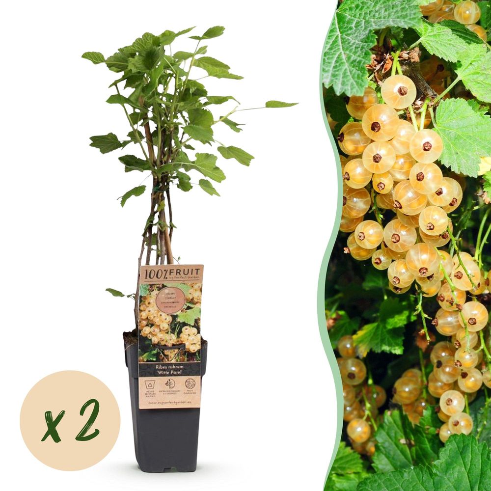 Groseillier 'witte parel' - pot 15 cm - hauteur 50 cm