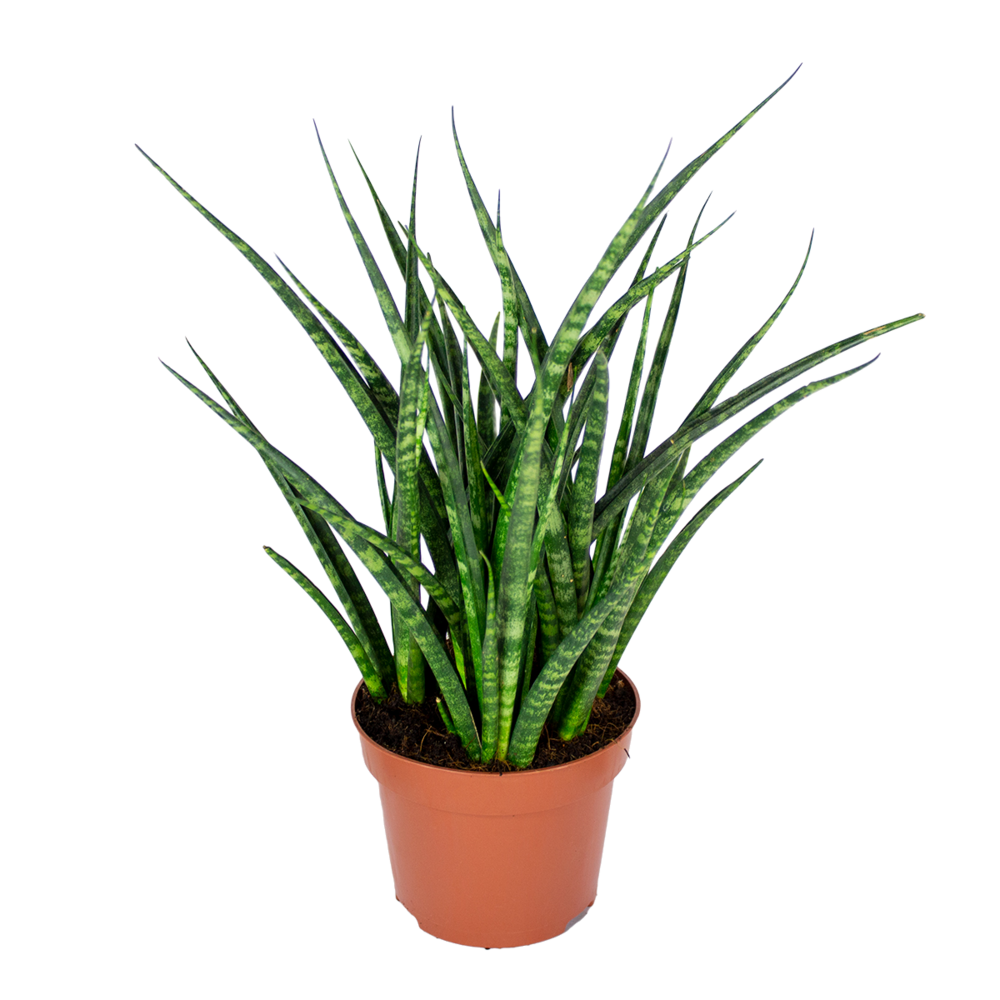 Sansevieria fernwood punk - langue de belle-mère - 20-30 cm de haut - pot 12 cm