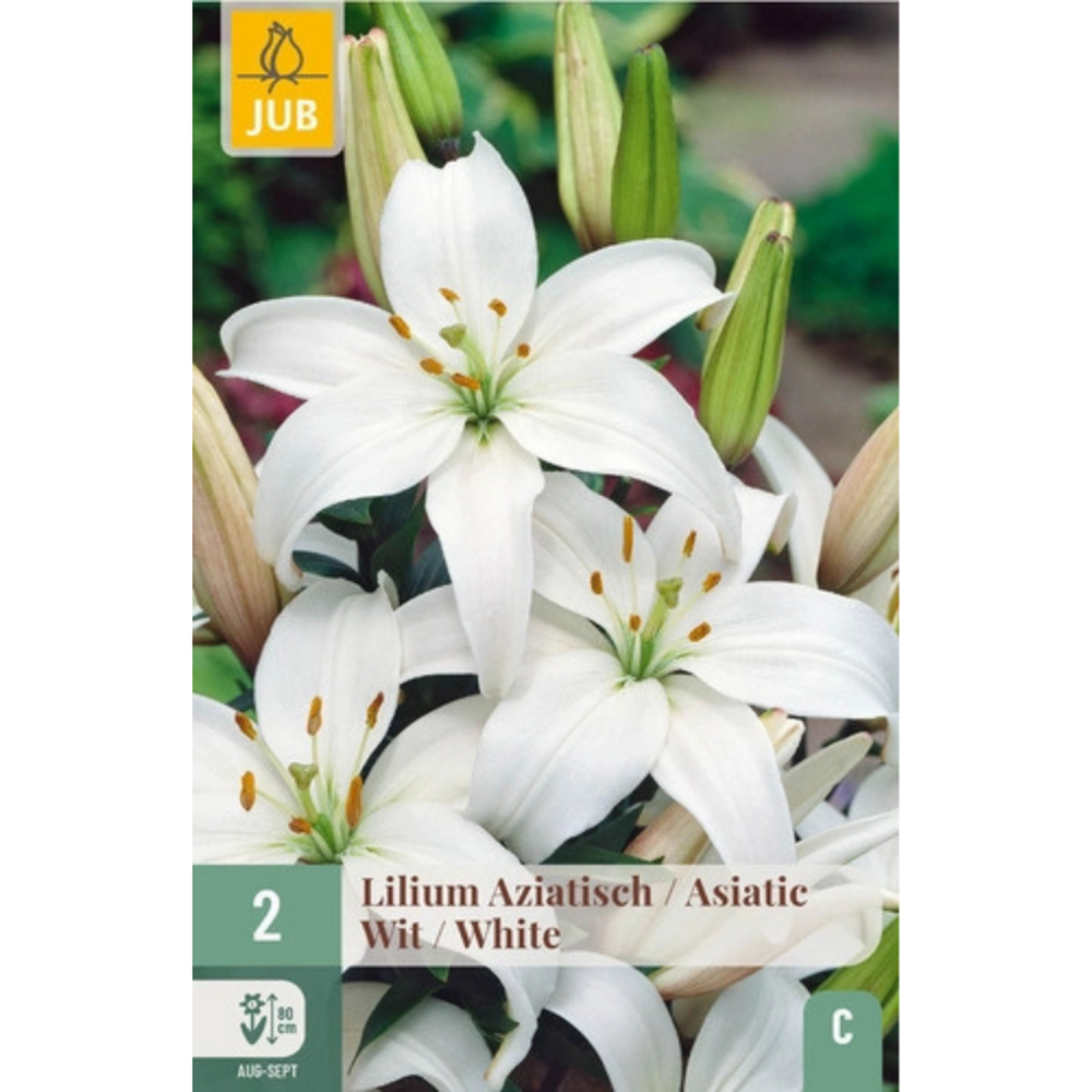 2 bulbes lys asiatic white