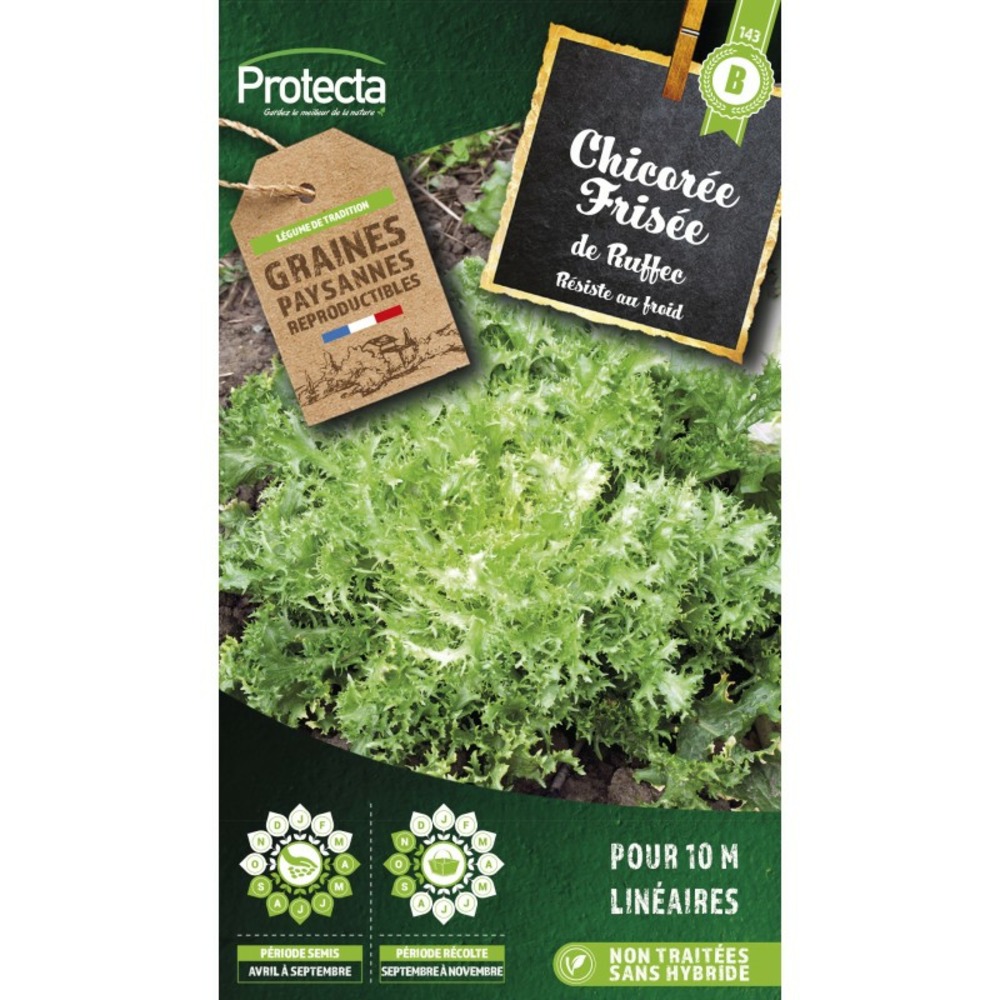 Graines paysannes - chicorée frisée de ruffec