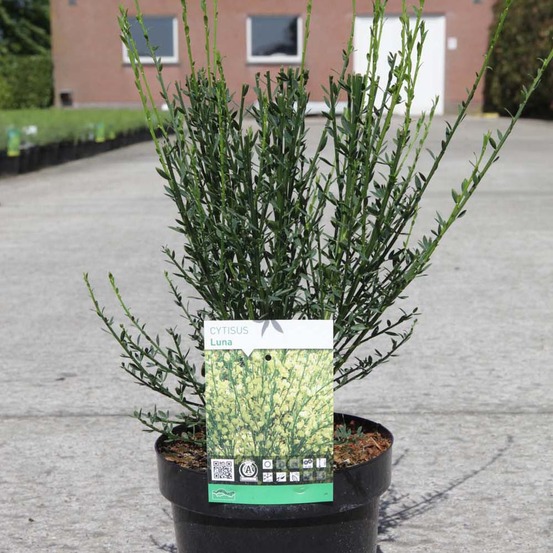 Genêt 'luna' pot de 2l/3l