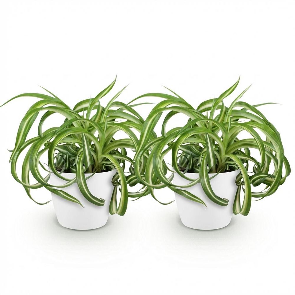 Chlorophytum comosum bonnie - pet-friendly - pot de 12cm - hauteur 20cm