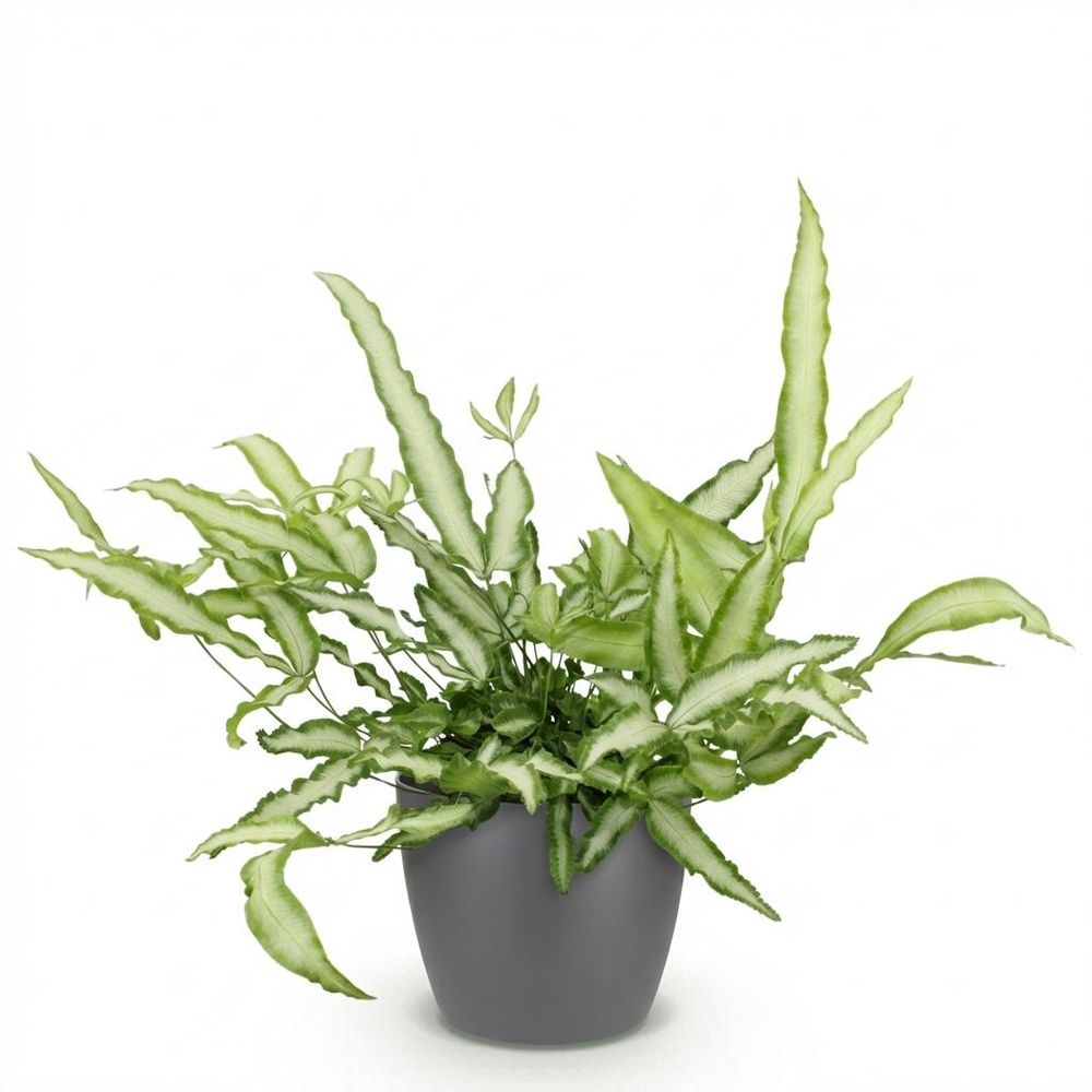 Pteris cretica albolineata - pet-friendly - plante fougère - pot de 12cm - hauteur 20-30cm