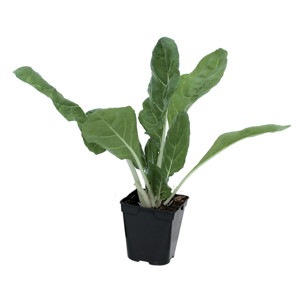 Plant de Poiree verte carde blanche race bressanne pot 0,5 l