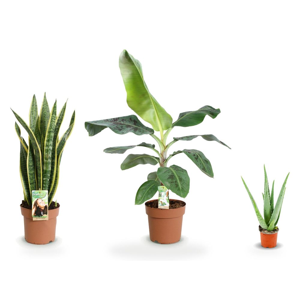 Trio exotique soleil — musa acuminata dwarf cavendisch, sansevieria laurentii & aloë vera