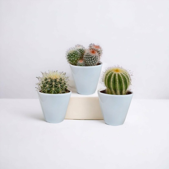 Coffret cactus et ses caches-pots blancs - lot de 3 plantes, h16cm