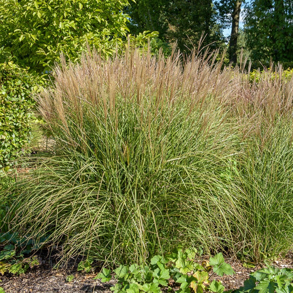 Eulalie kleine silberspinne - le pot / ø 9cm