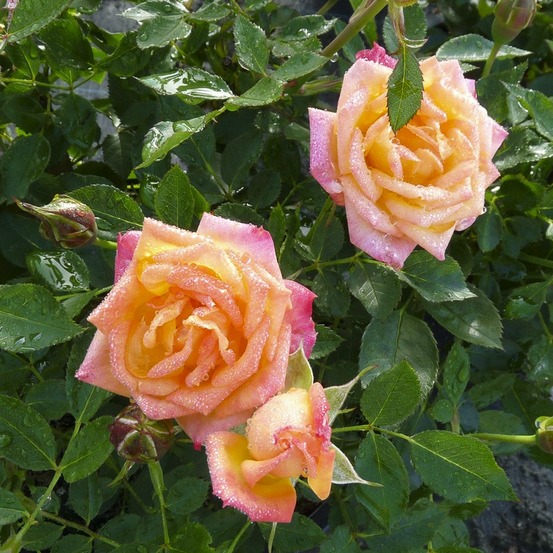 Rosier miniature 'little sunset' pot de 3l/4l, 25/30