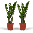 Plante d'intérieur - zamioculcas zamiifolia - lot de 2 50cm