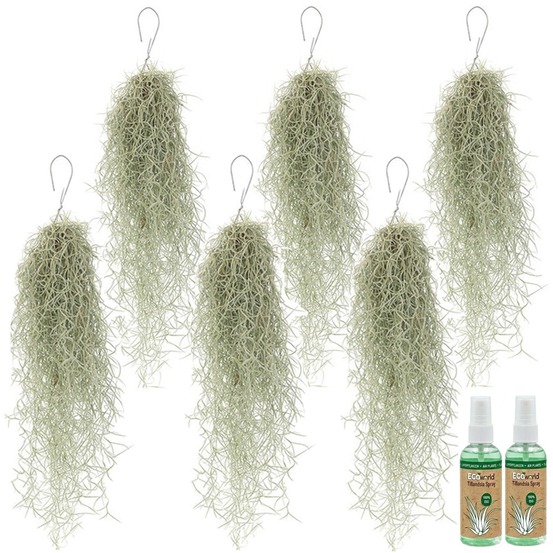 Tillandsia « mousse espagnole » (6 pièces) - plante aérienne sans terre