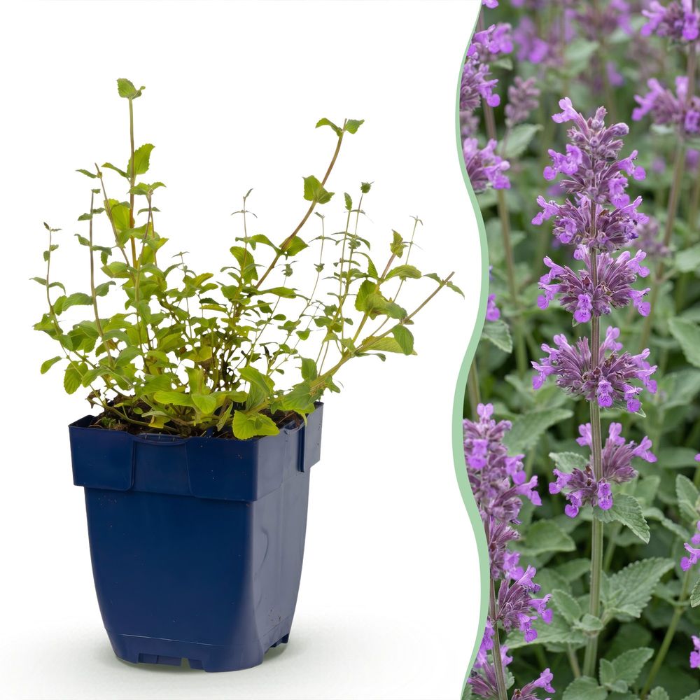 Népéta 'grog' - lot de 12 - pot 11 cm - hauteur 25 cm