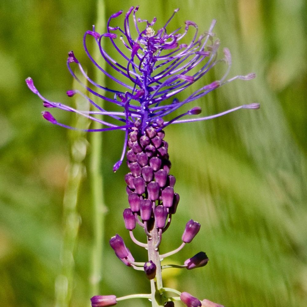 Muscari à toupet, poireau roux bulbe calibre 5+ (par 15)