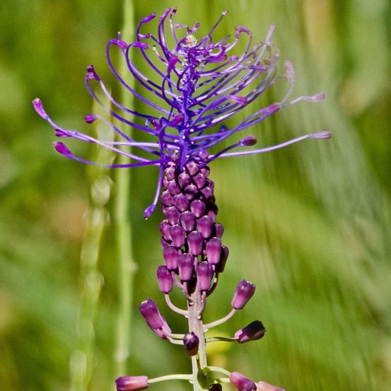 Muscari à toupet, poireau roux bulbe calibre 5+ (par 15)