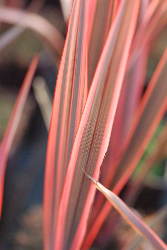 Phormium 'sundowner' - en pot de 3 litres