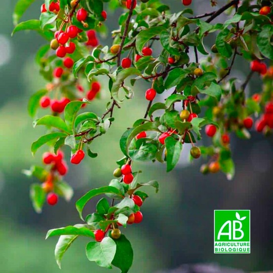 Goumi du japon bio (elaeagnus multiflora)