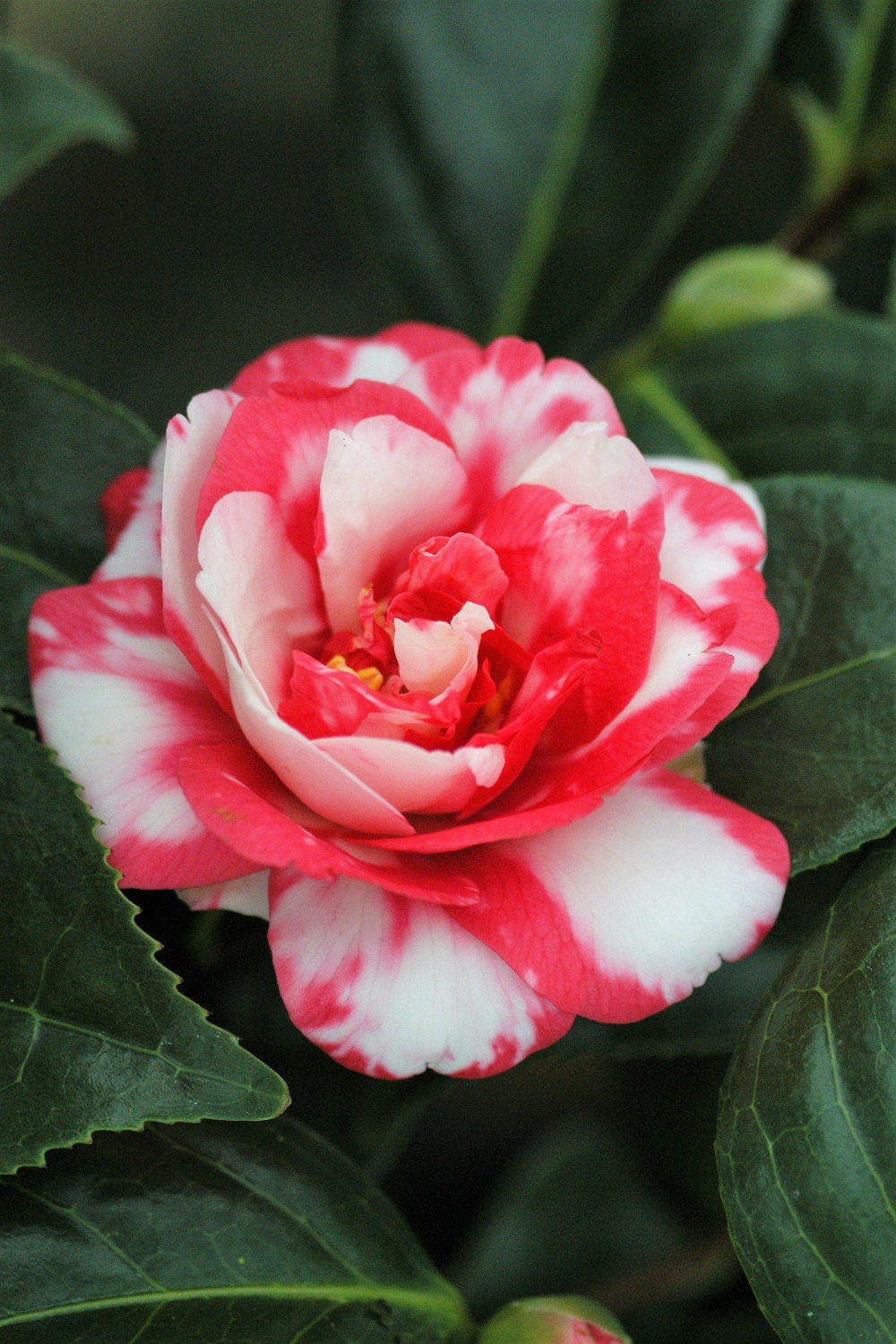 Camélia 'kasuga yama' - en pot de 1 litre