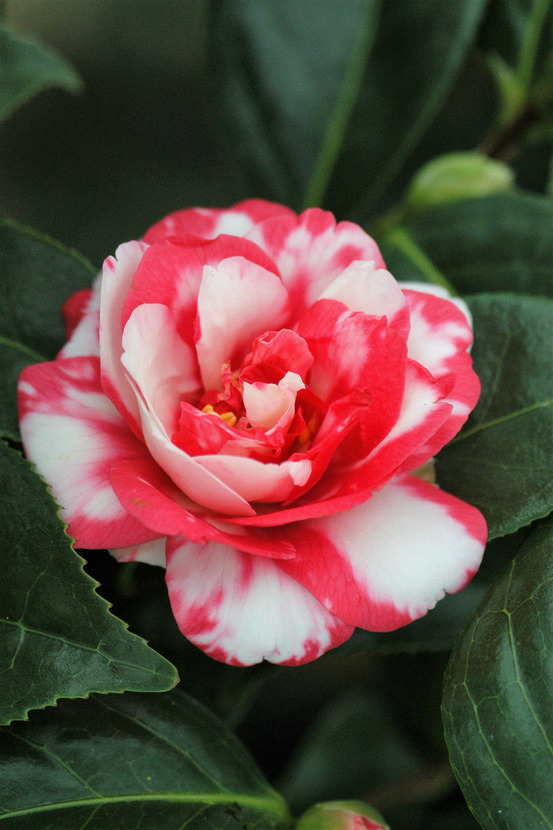 Camélia 'kasuga yama' - en pot de 1 litre