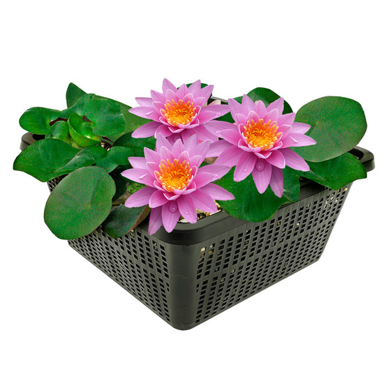 Nénuphar rose nymphaea pink opal - kit complet