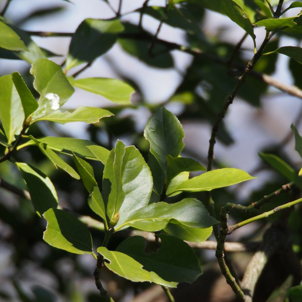 Fusain du japon, euonymus pot de 7,5l - 40/60 cm