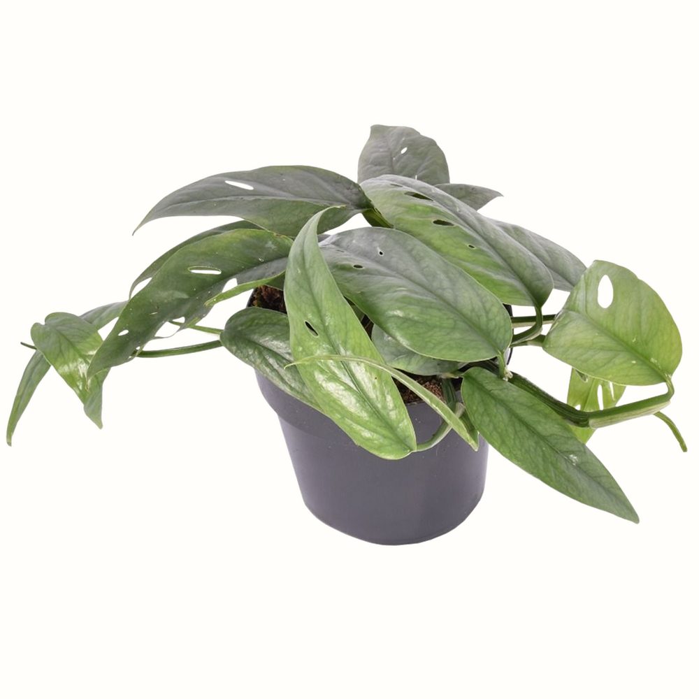 Epipremnum cebu blue - 25cm