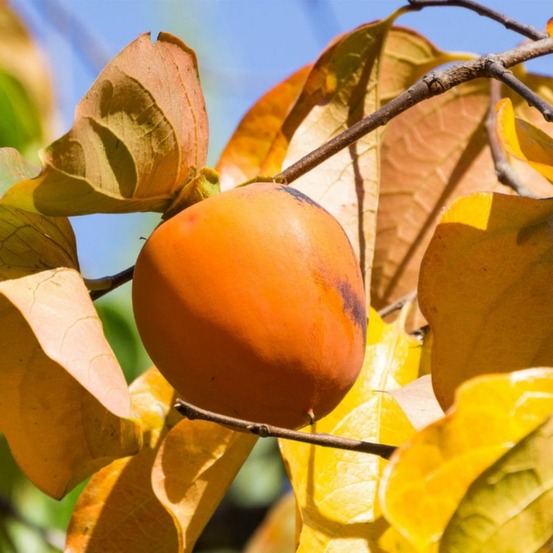 Kaki 'muscat' (diospyros kaki 'muscat')