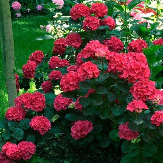 Hortensia 'julisa' pot de 4l/5l