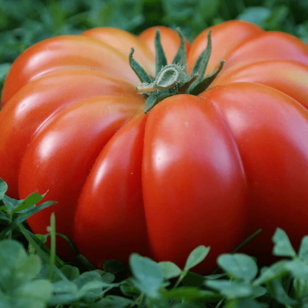 Plant de tomate buffalo steak type beef godet - 5/20 cm