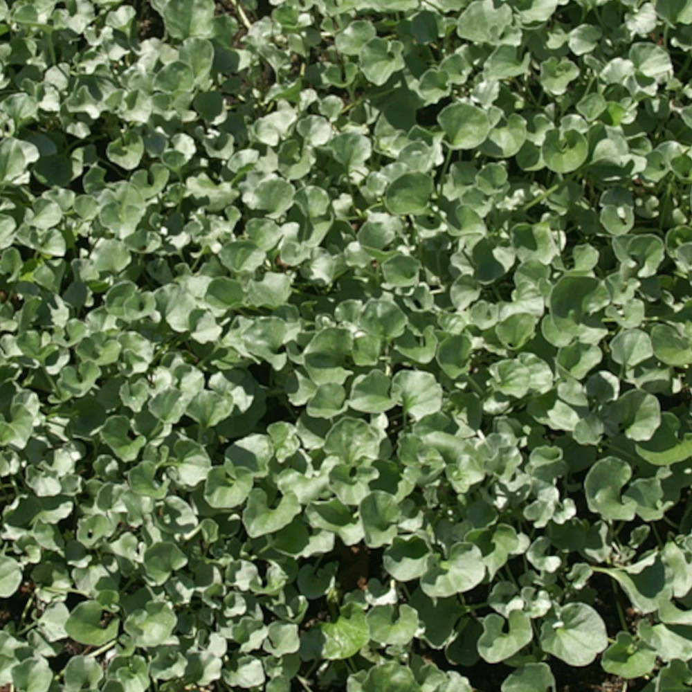 Dichondra repens lot de 3 godets