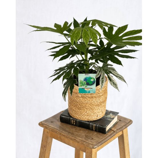 Fatsia japonica variegata - h60 cm - ø19 cm