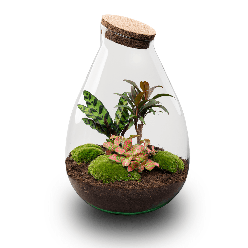 Terrarium à composer goutte en verre recyclé - ø29-h37cm - sans outils - variété rouge - terrarium diy