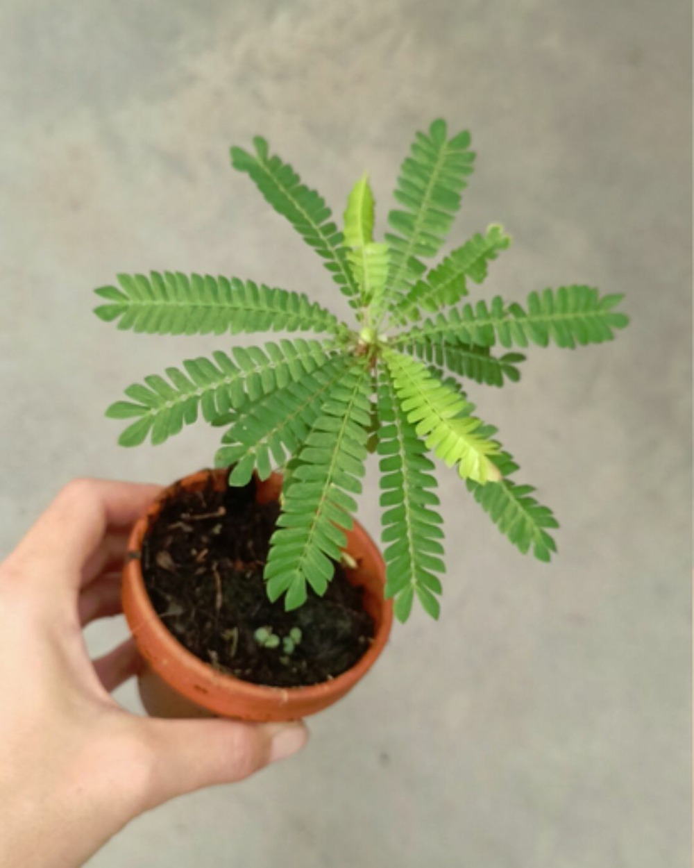 Biophytum sensitivum - palmier des mers du sud - plante sensitive d. 9cm h. 15cm - plante d'intérieur