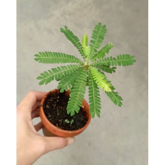 Biophytum sensitivum - palmier des mers du sud - plante sensitive d. 9cm h. 15cm - plante d'intérieur