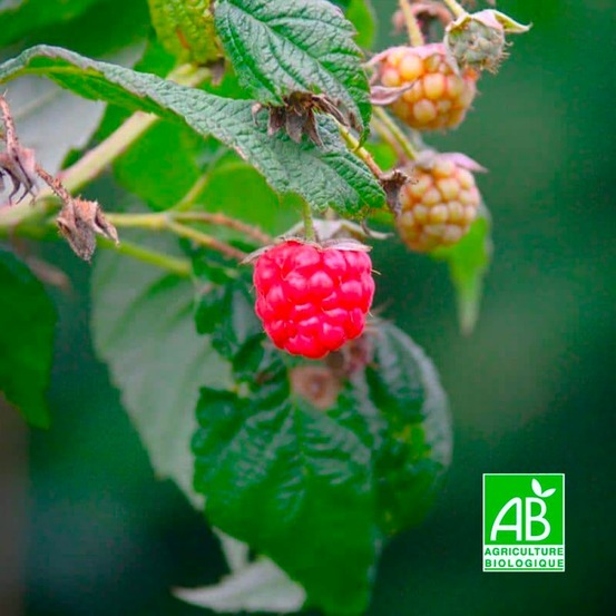Framboisier 'meeker' bio (rubus idaeus 'meeker')