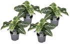 Aphelandra - set de 4 plantes d'interieur - plante zébrée - pot 13cm - hauteur 25-45cm