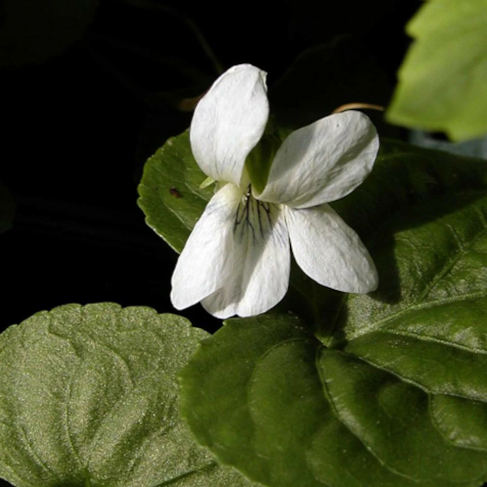 Violette des bois blanche godet - 5/20 cm
