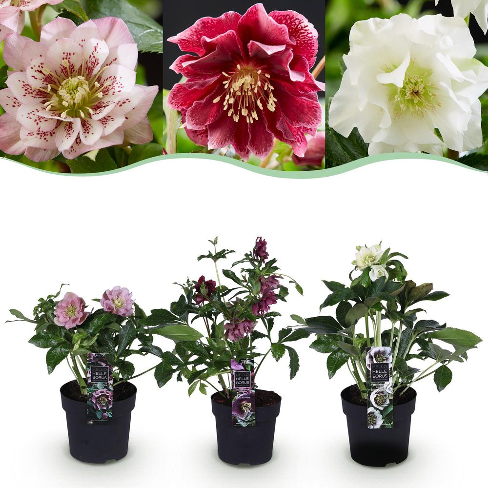Hellébore orientale double en mélange - h 35 cm, pot ø14 cm