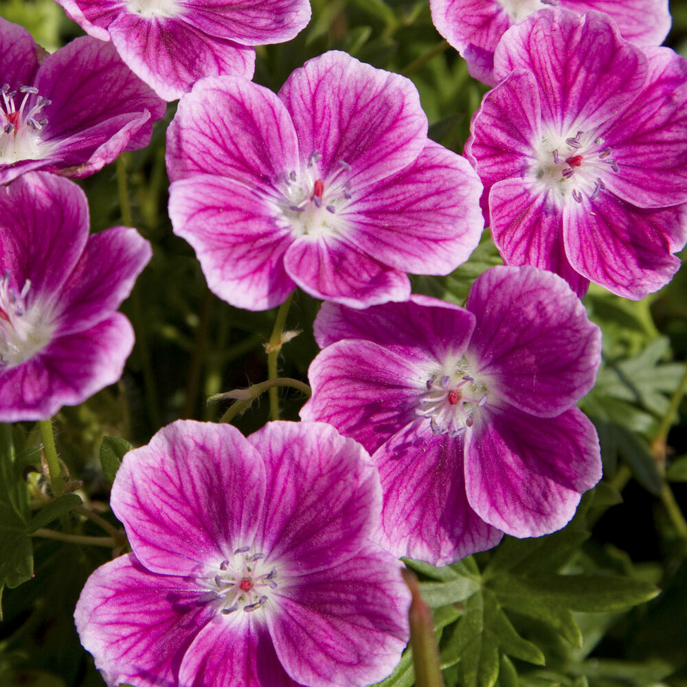 Géranium vivace sanguin elke - la pièce en racine nue, vendu par lot de 4